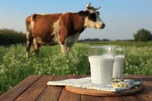 Kodėl lieso pieno produktai blogiau nei riebaus pieno?